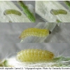 cup argiades larva1 volg